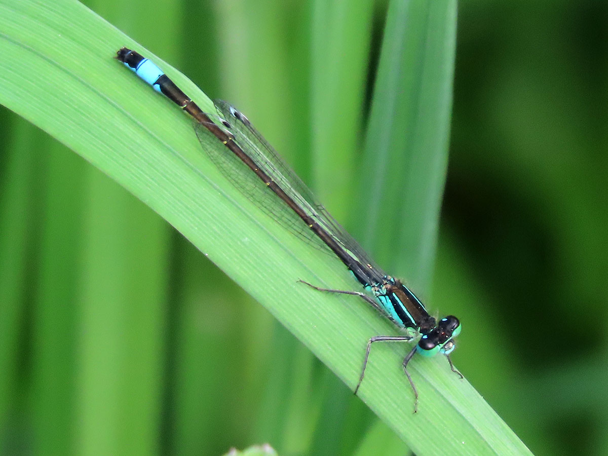 Ischnura_elegans